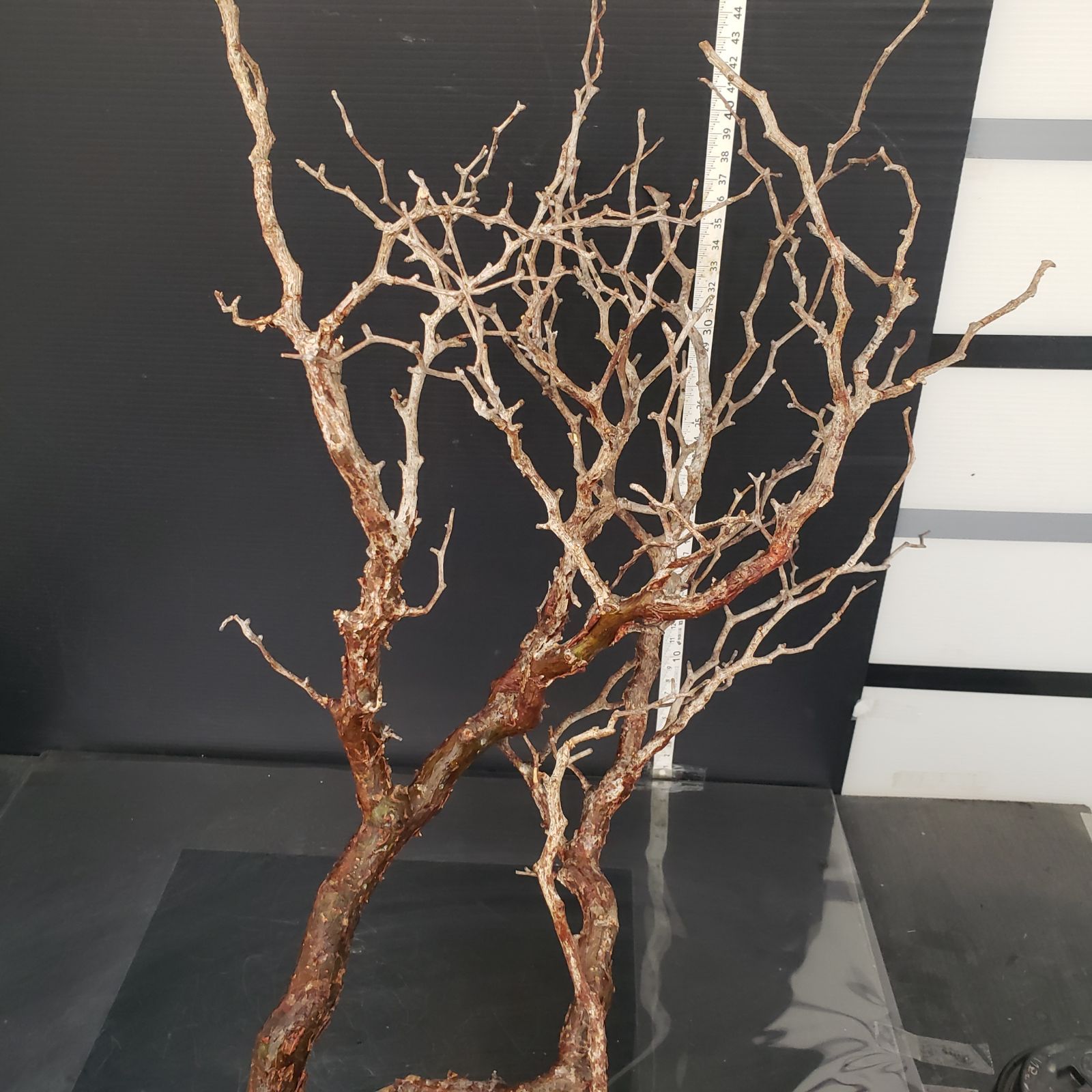 J157【最新到着】Commiphora モンストローサ（現地球・抜き苗）【灌木