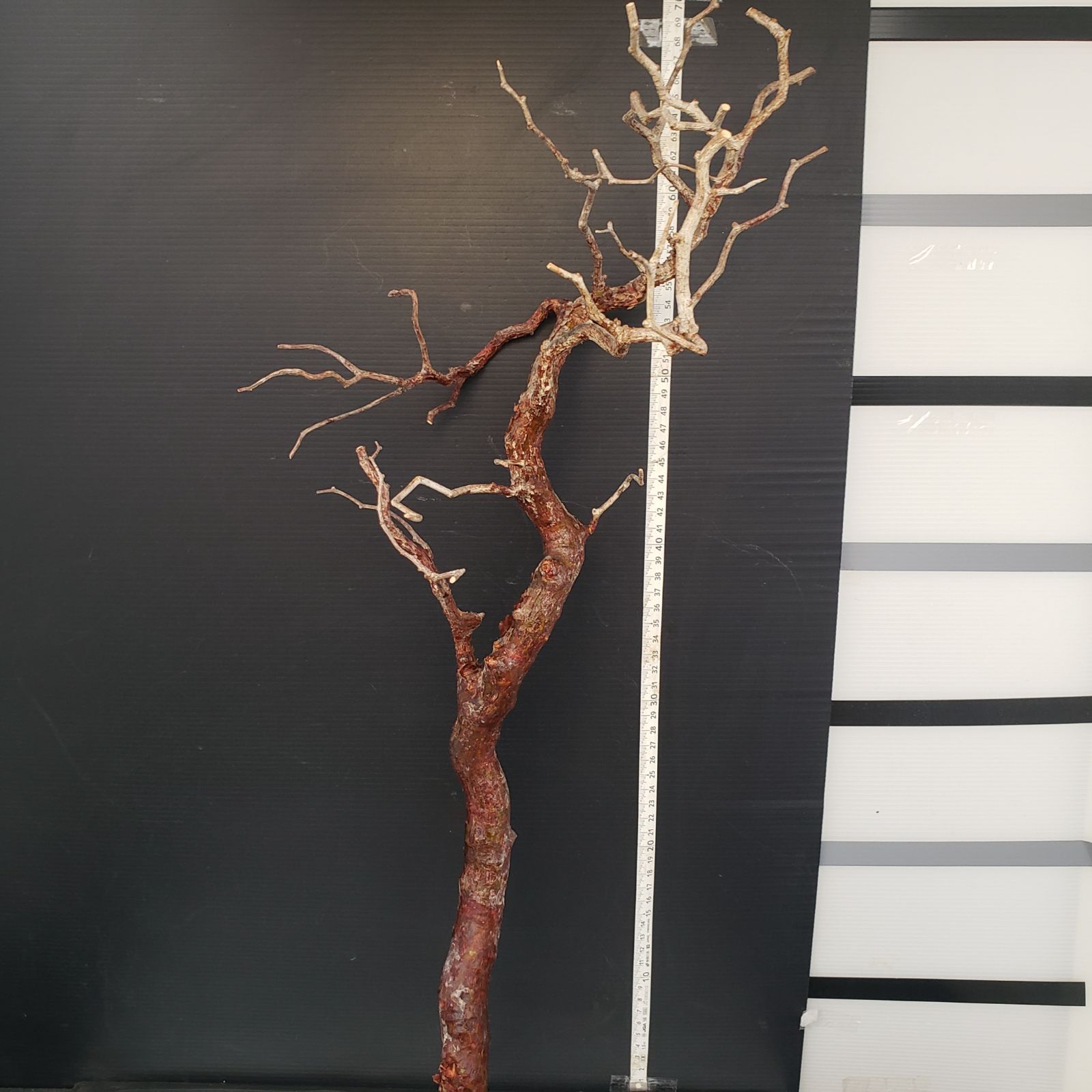 J158【最新到着】Commiphora モンストローサ（現地球・抜き苗）【灌木