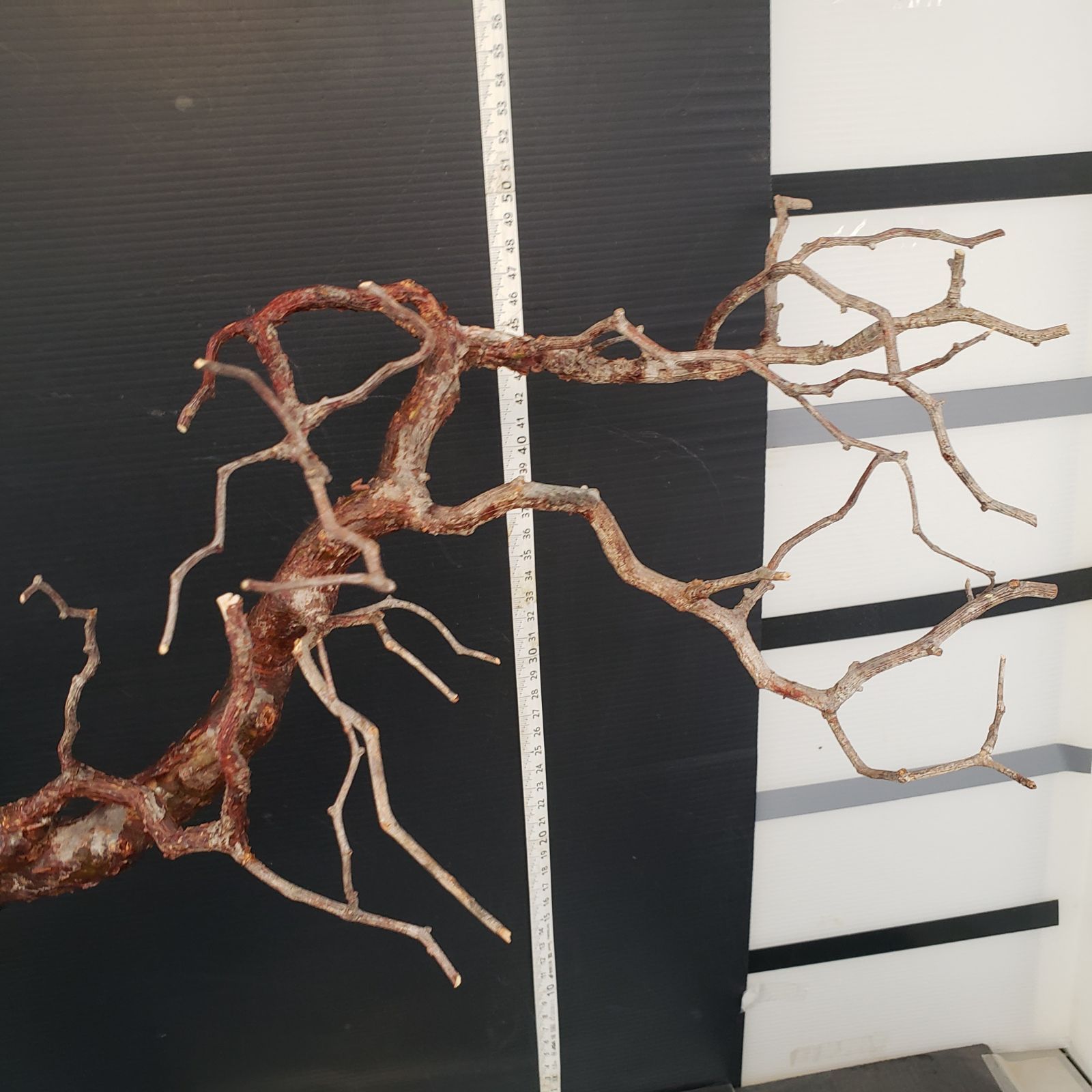 J158【最新到着】Commiphora モンストローサ（現地球・抜き苗）【灌木