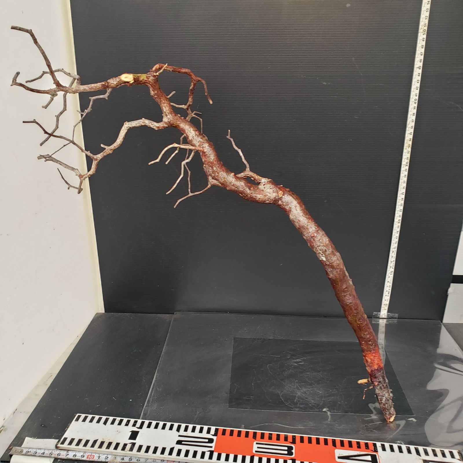 J158【最新到着】Commiphora モンストローサ（現地球・抜き苗）【灌木