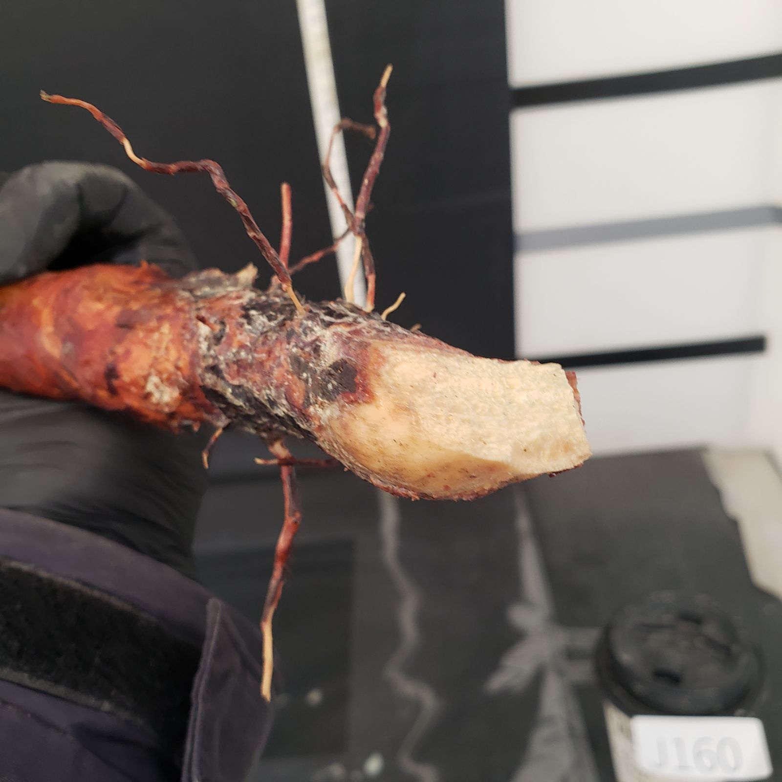 J160【最新到着】Commiphora モンストローサ（現地球・抜き苗）【灌木