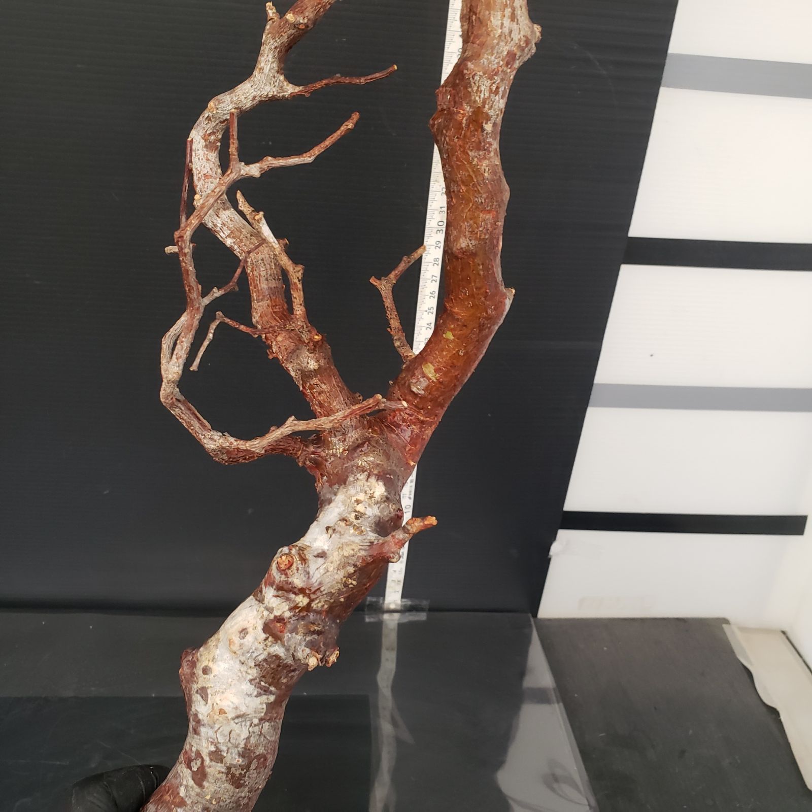 J160【最新到着】Commiphora モンストローサ（現地球・抜き苗）【灌木