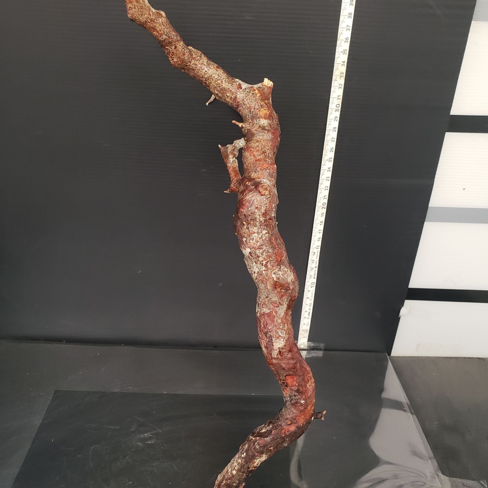 J166【最新到着】Commiphora モンストローサ（現地球・抜き苗）【灌木