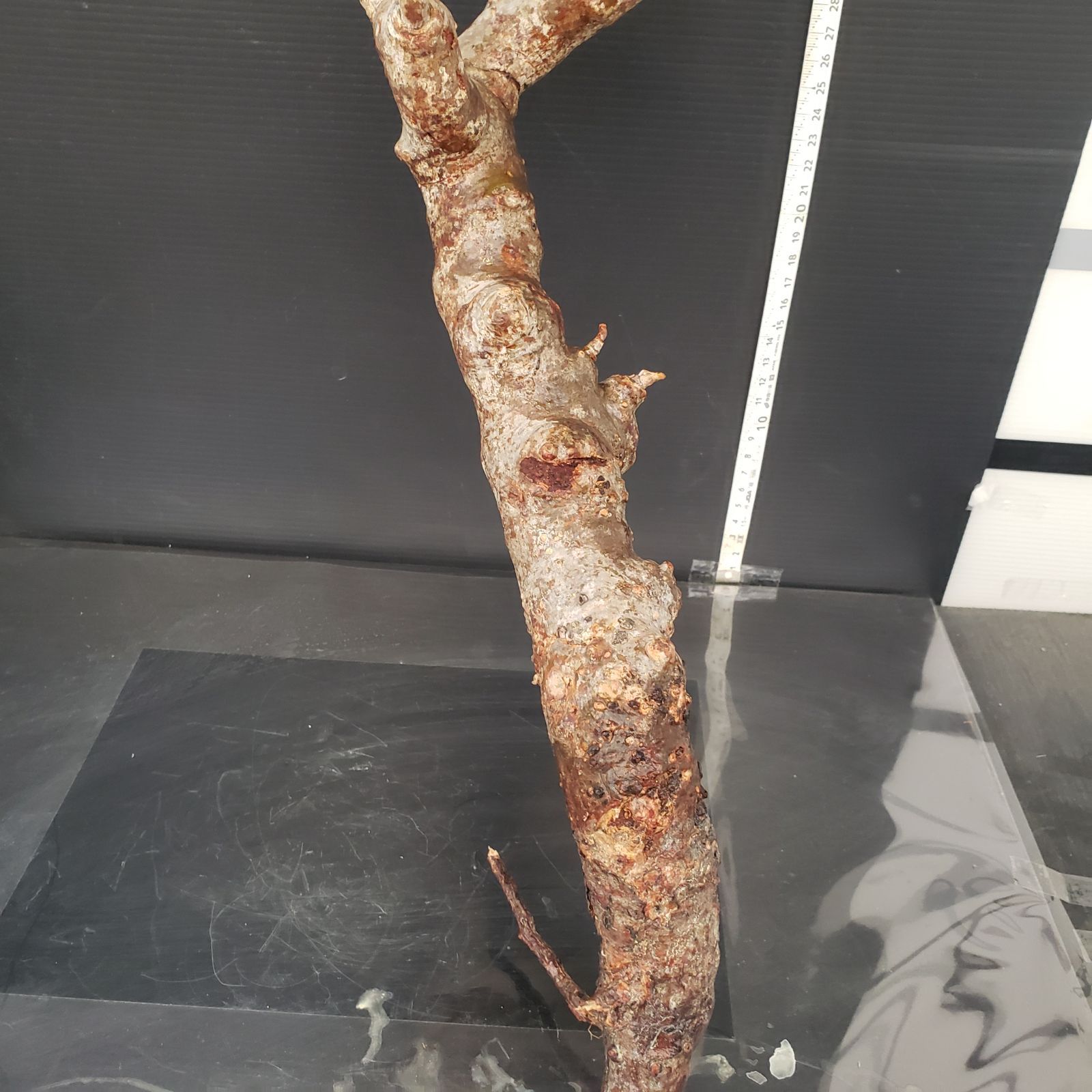 J168【最新到着】Commiphora モンストローサ（現地球・抜き苗）【灌木