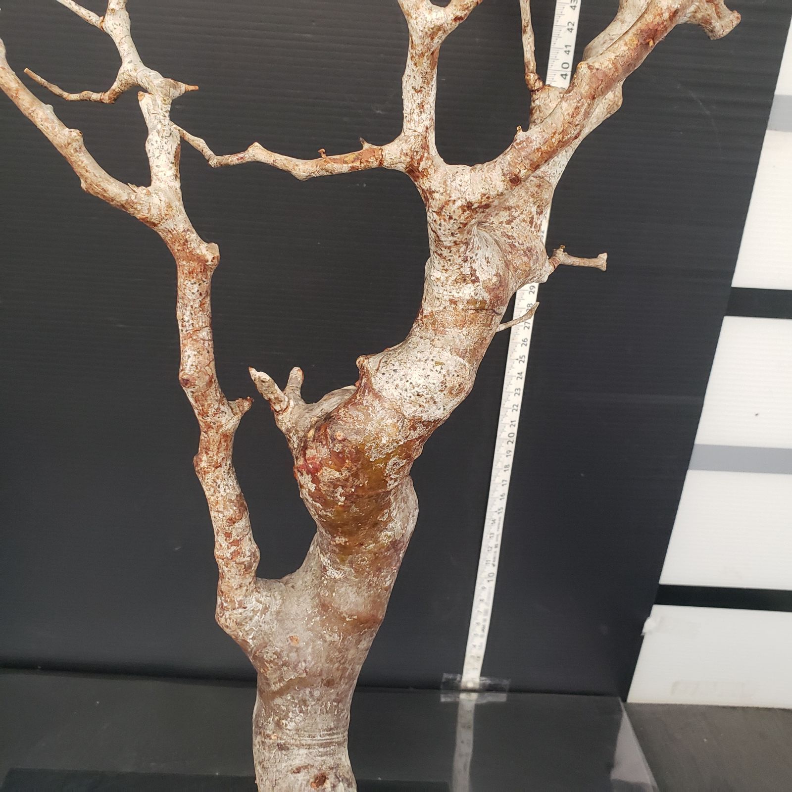 J169【最新到着】Commiphora モンストローサ（現地球・抜き苗）【灌木