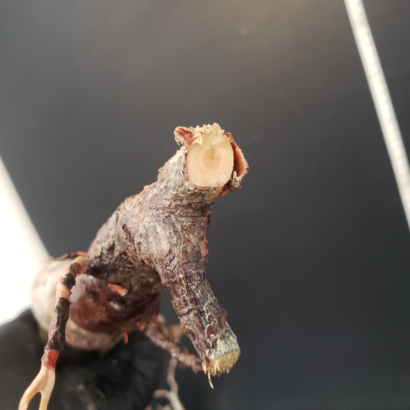 J169【最新到着】Commiphora モンストローサ（現地球・抜き苗）【灌木