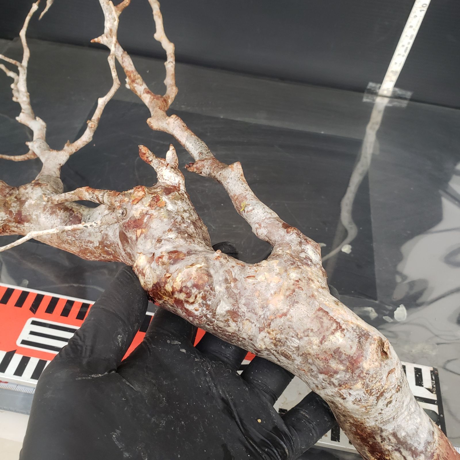 J169【最新到着】Commiphora モンストローサ（現地球・抜き苗）【灌木
