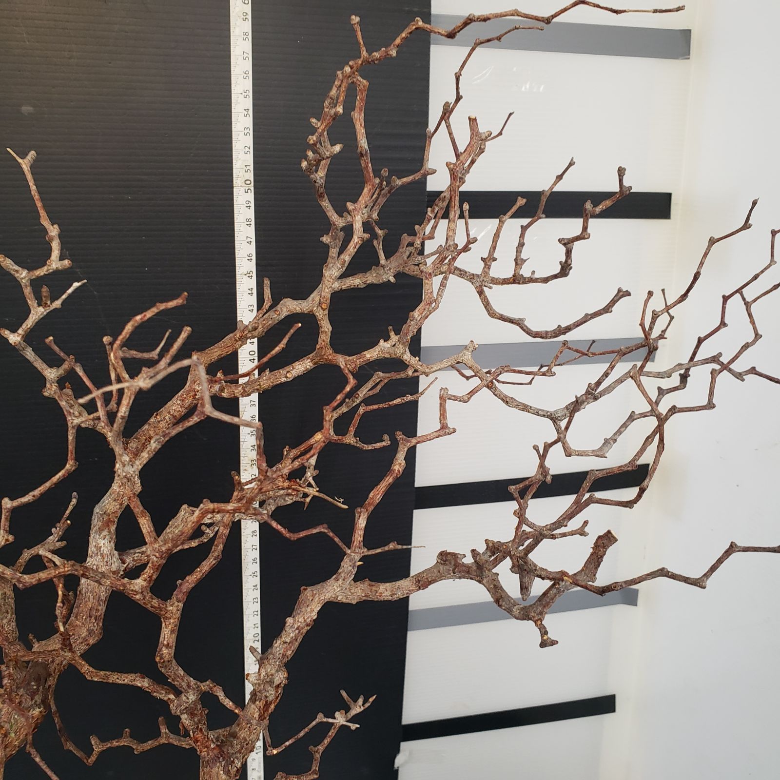 J173【最新到着】Commiphora モンストローサ（現地球・抜き苗）【灌木