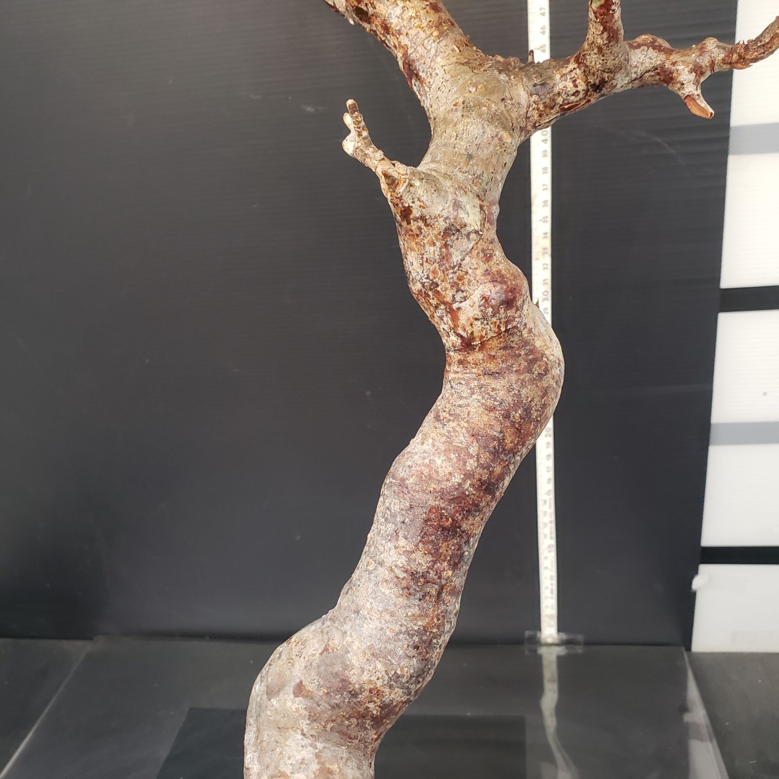 J174【最新到着】Commiphora モンストローサ（現地球・抜き苗）【灌木