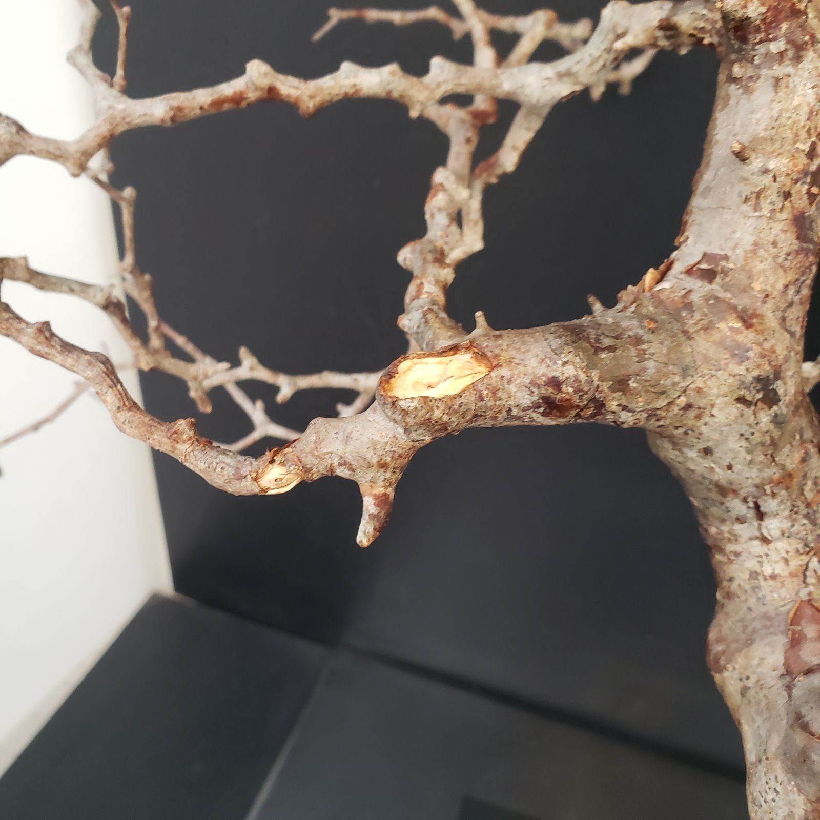 J174【最新到着】Commiphora モンストローサ（現地球・抜き苗）【灌木