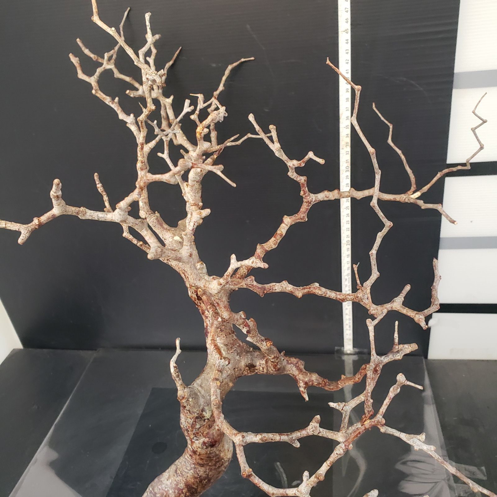 J174【最新到着】Commiphora モンストローサ（現地球・抜き苗）【灌木