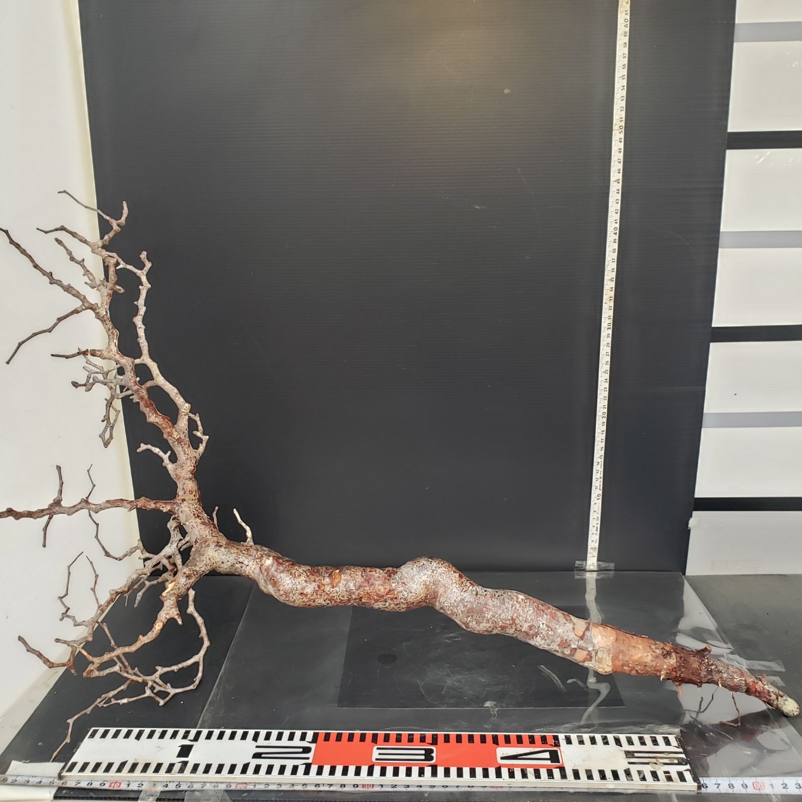 J174【最新到着】Commiphora モンストローサ（現地球・抜き苗）【灌木