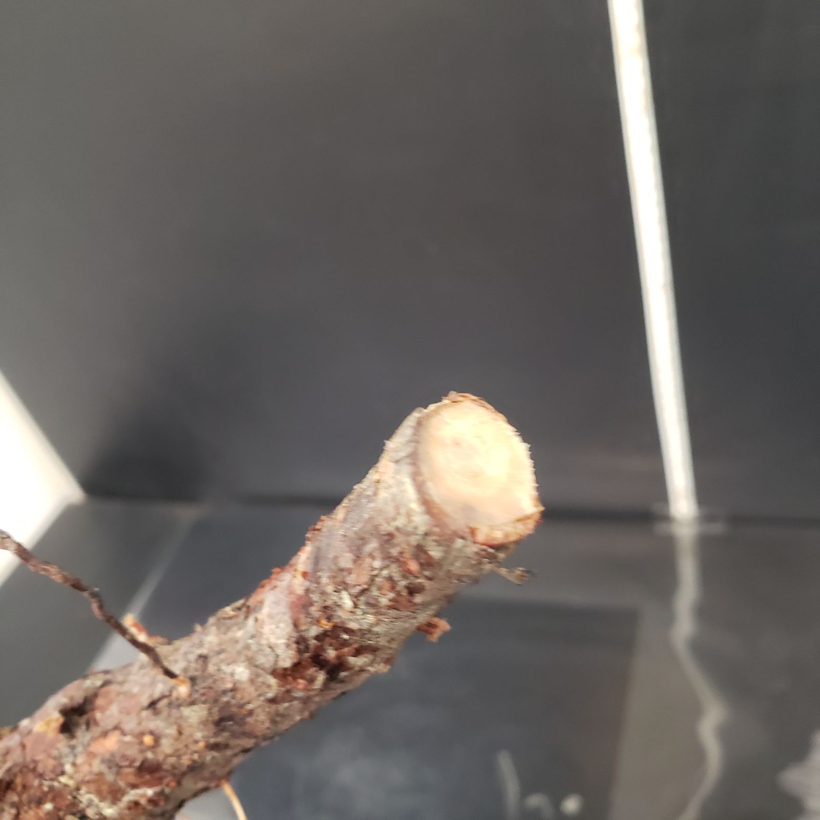 J174【最新到着】Commiphora モンストローサ（現地球・抜き苗）【灌木