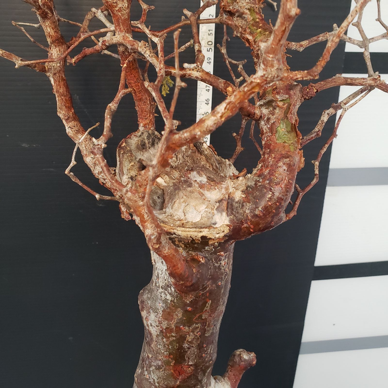 J175【最新到着】Commiphora モンストローサ（現地球・抜き苗）【灌木
