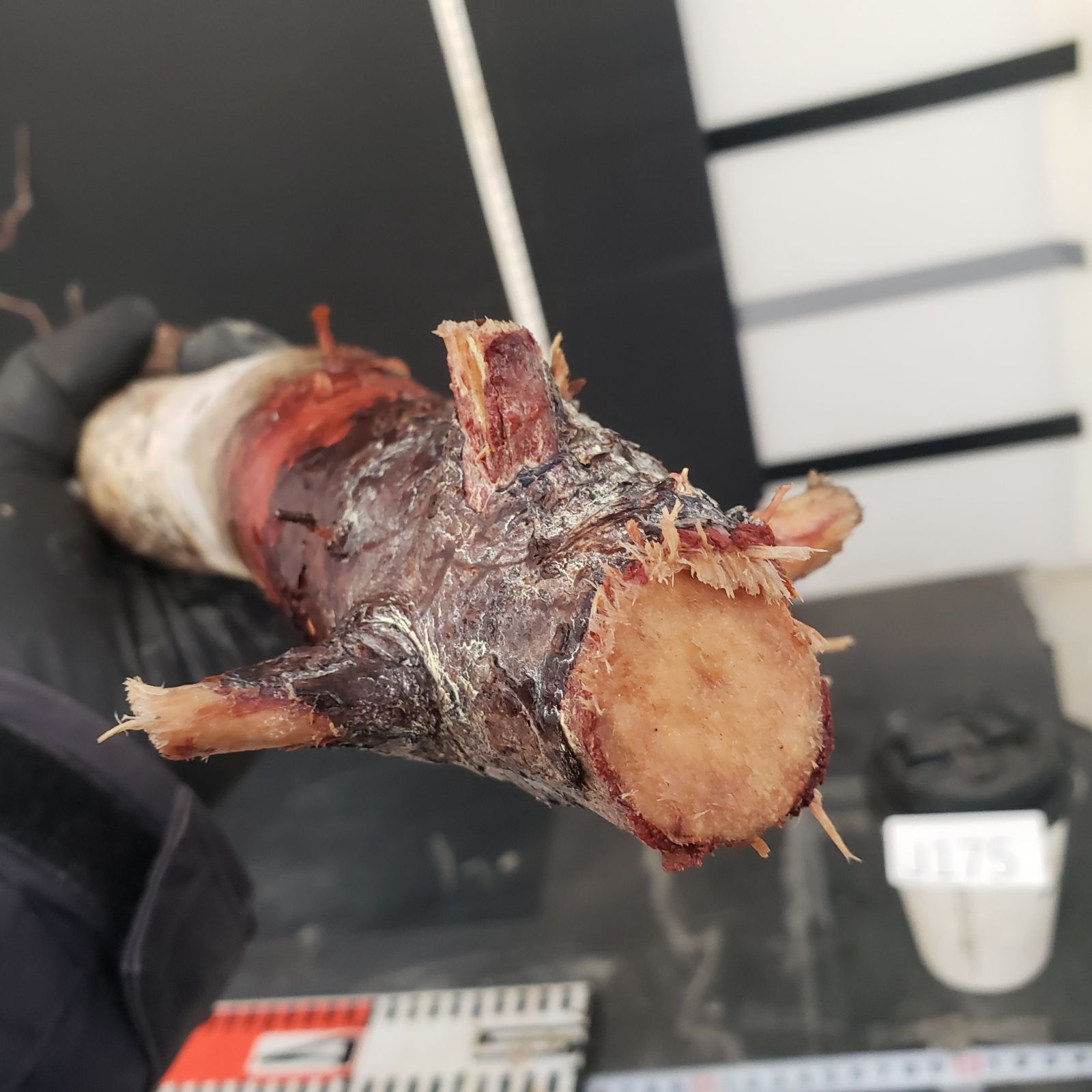 J175【最新到着】Commiphora モンストローサ（現地球・抜き苗）【灌木