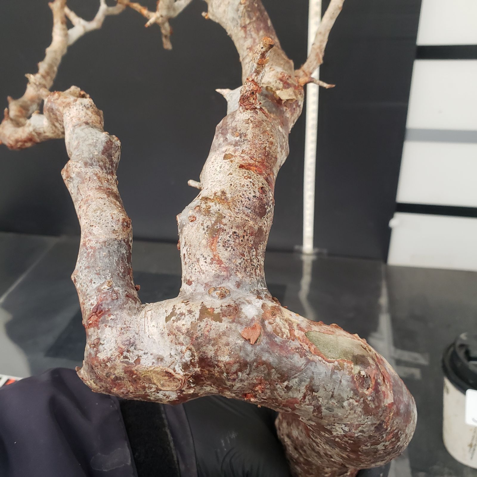 J177【最新到着】Commiphora モンストローサ（現地球・抜き苗）【灌木