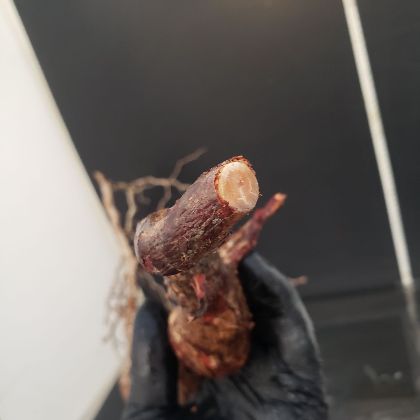 J178【最新到着】Commiphora モンストローサ（現地球・抜き苗）【灌木