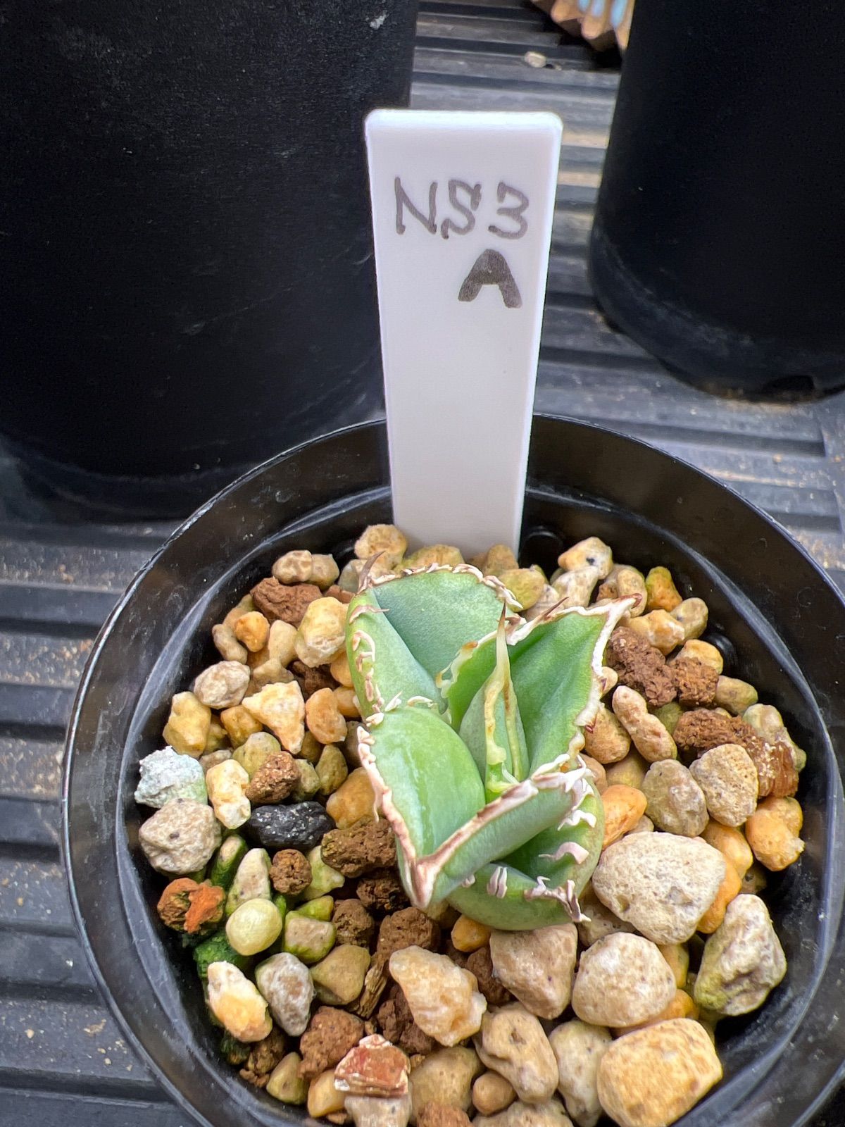 アガベ CJ Special NS No.3（発根済み） - メルカリ