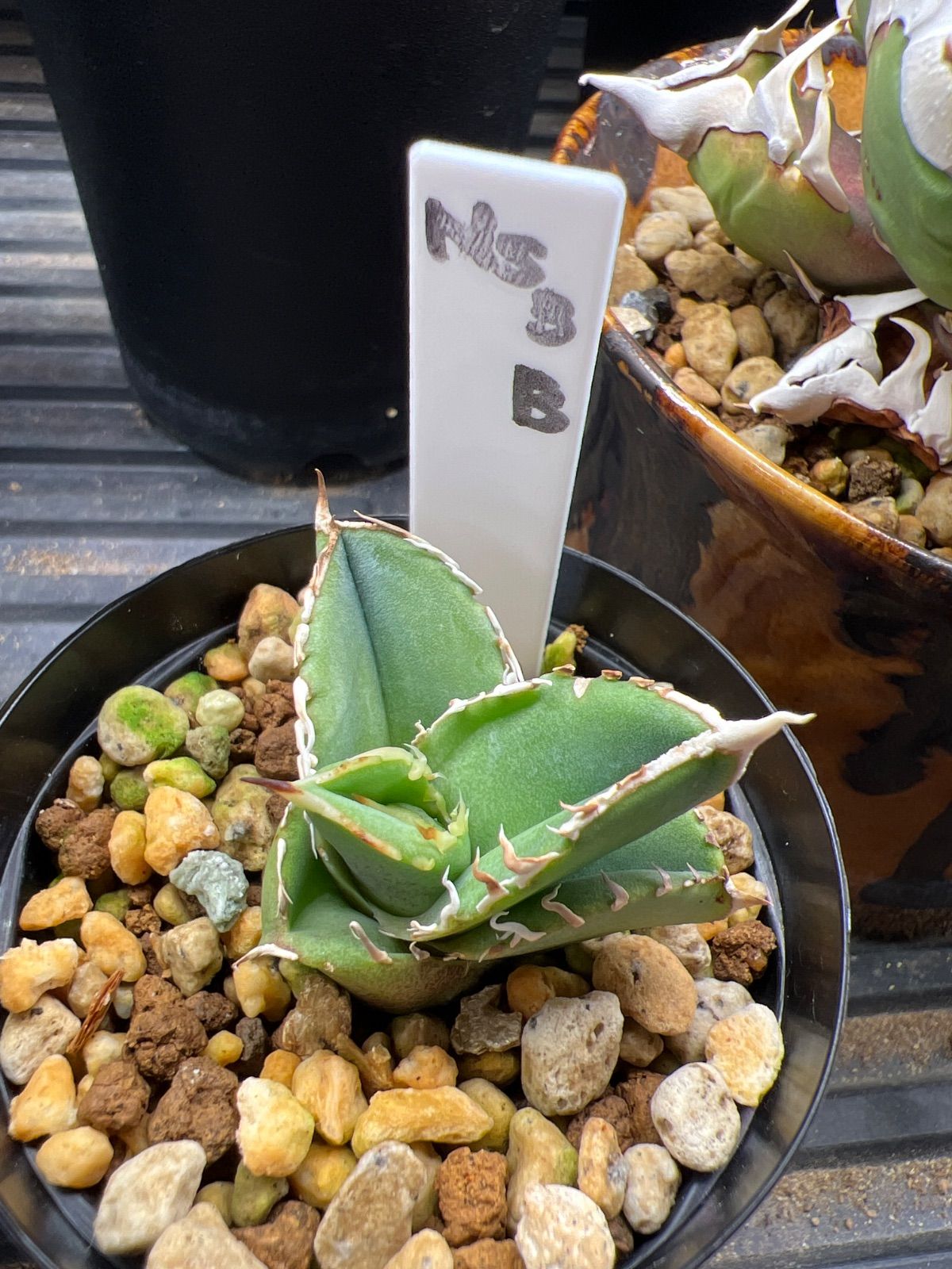 アガベ CJ Special NS No.3（発根済み） - メルカリ