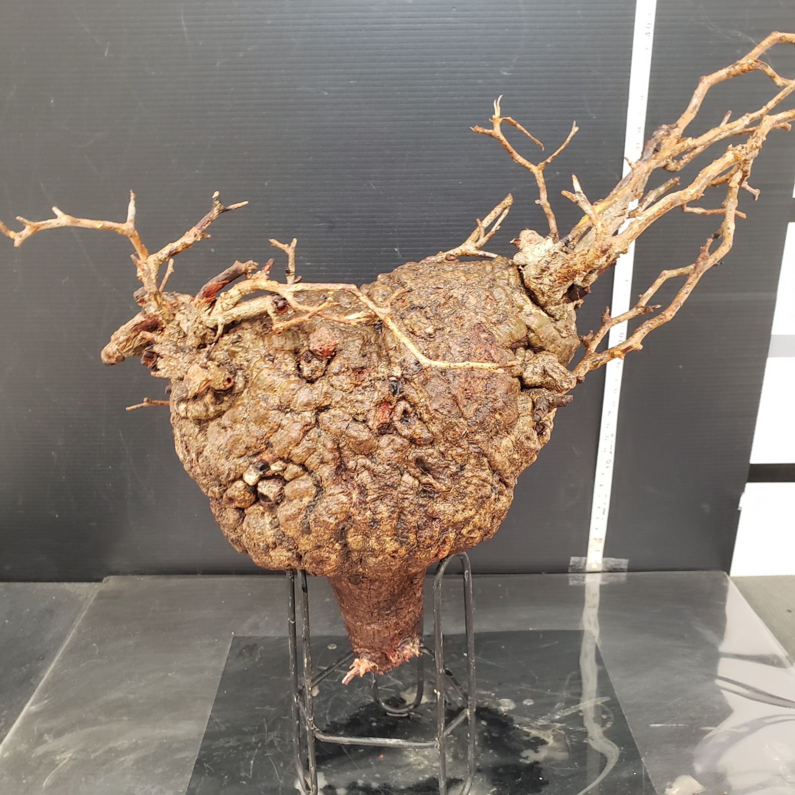 J212【最新到着】Operculicarya パキプス（現地球・抜き苗）オペルクリ