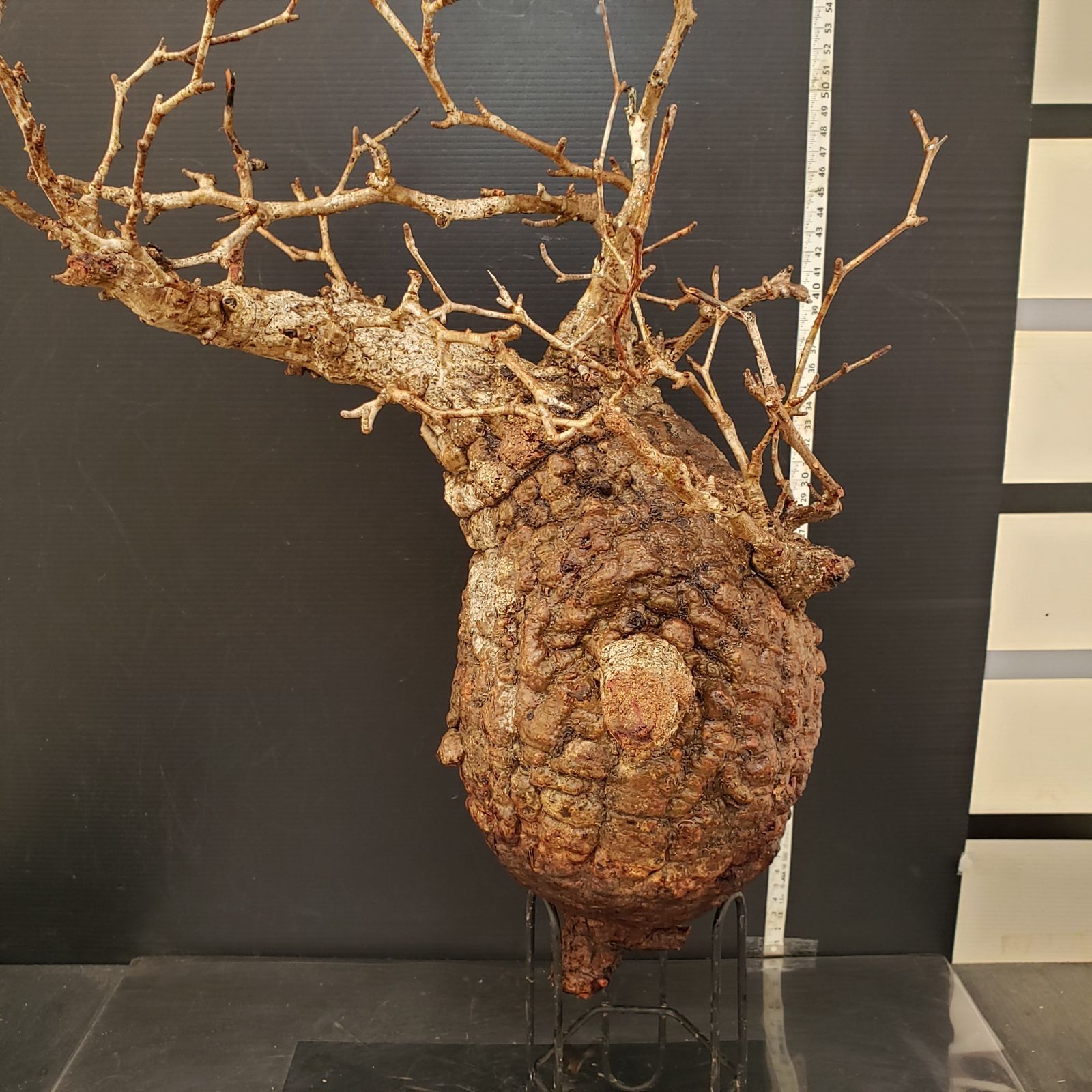 オペルクリカリアパキプス No.11 | R&A Caudex Plants I311【最新到着