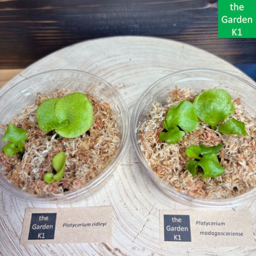 ビカクシダ】リドレイ・マダガスカリエンセ 幼苗 RM003 【コウモリラン