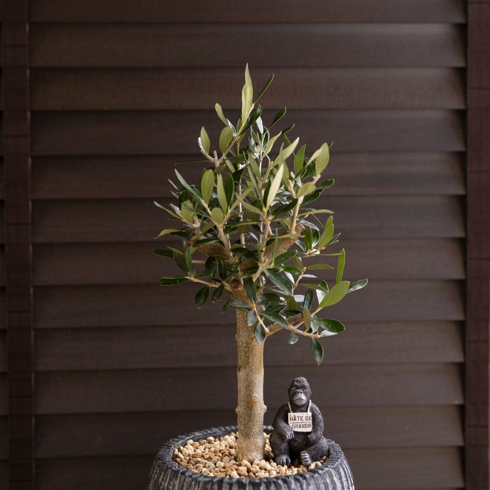 Olive 幹太 オリーブの木 Cipressino シプレッシーノ 5号 盆栽