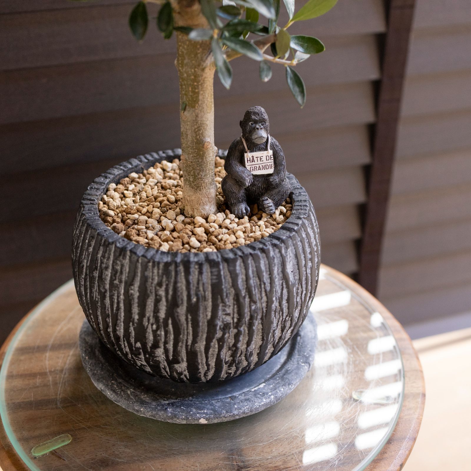 Olive 幹太 オリーブの木 Cipressino シプレッシーノ 5号 盆栽