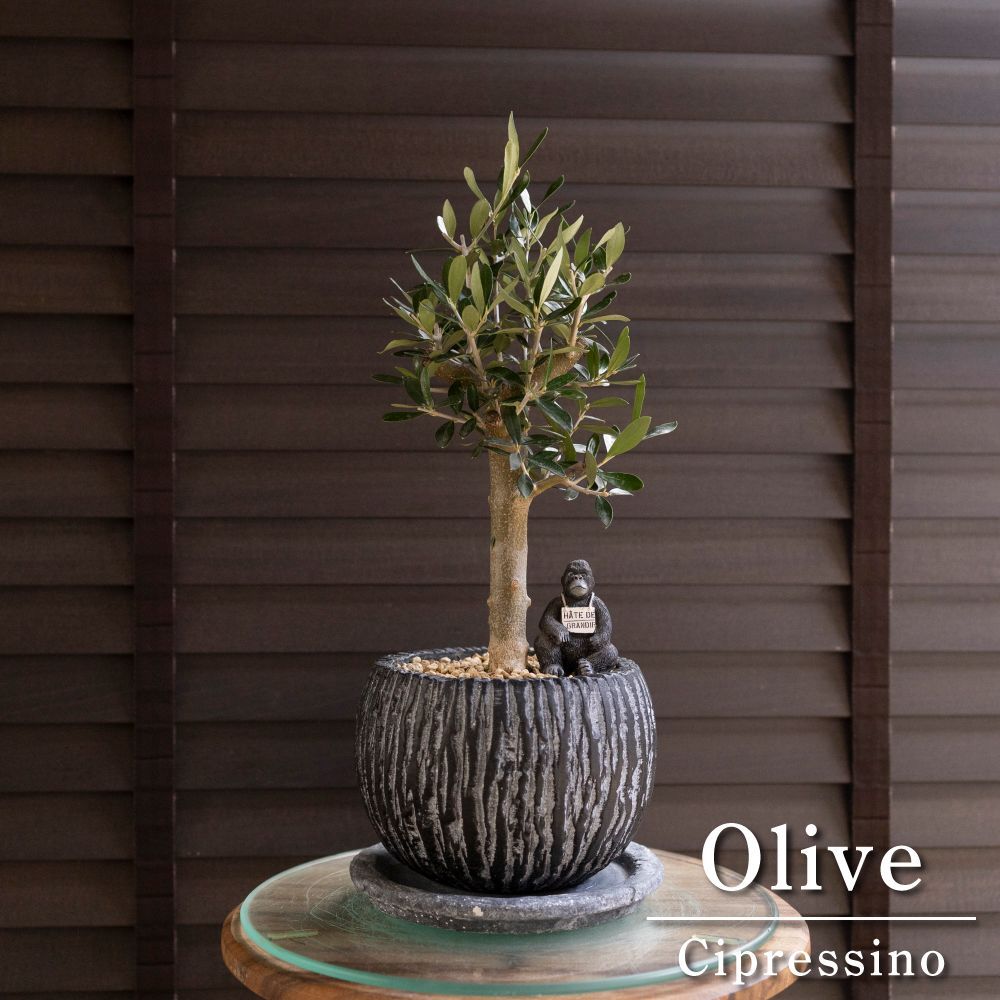 Olive 幹太 オリーブの木 Cipressino シプレッシーノ 5号 盆栽