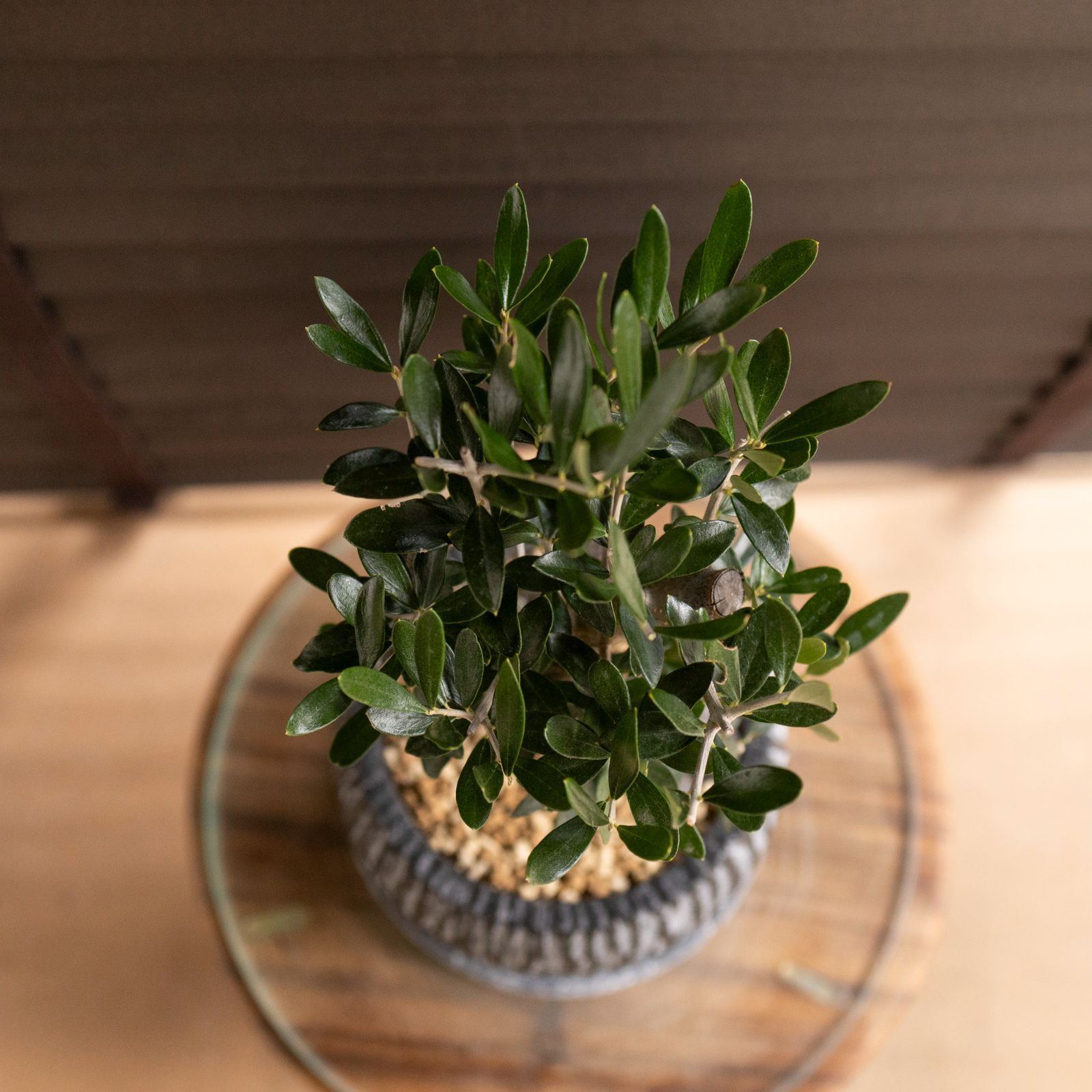Olive 幹太 オリーブの木 Cipressino シプレッシーノ 5号 盆栽