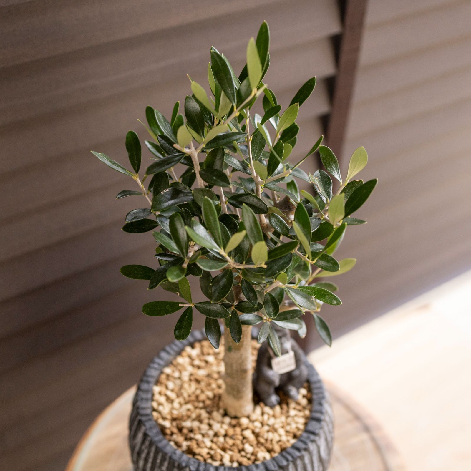 Olive 幹太 オリーブの木 Cipressino シプレッシーノ 5号 盆栽