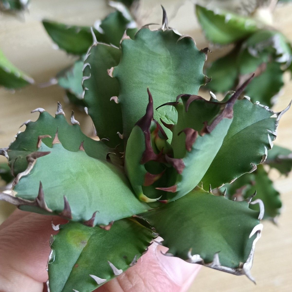 TC株】アガベ チタノタ 姫厳竜 Agave titanota dwarf - メルカリ