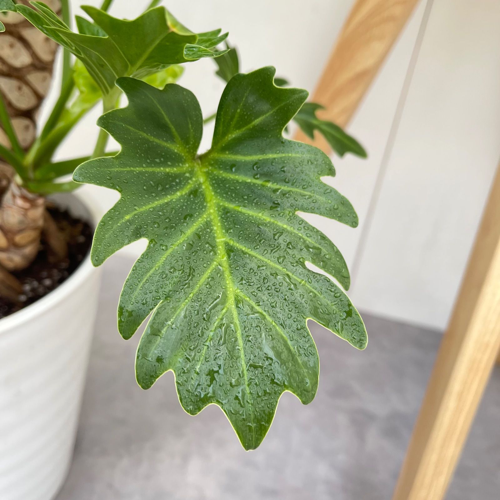 ［現品］F フィロデンドロン　ジャイアントザナドゥ　幹上がり　8号　観葉植物 1aa2888eea0bda25678d27c0b894ca