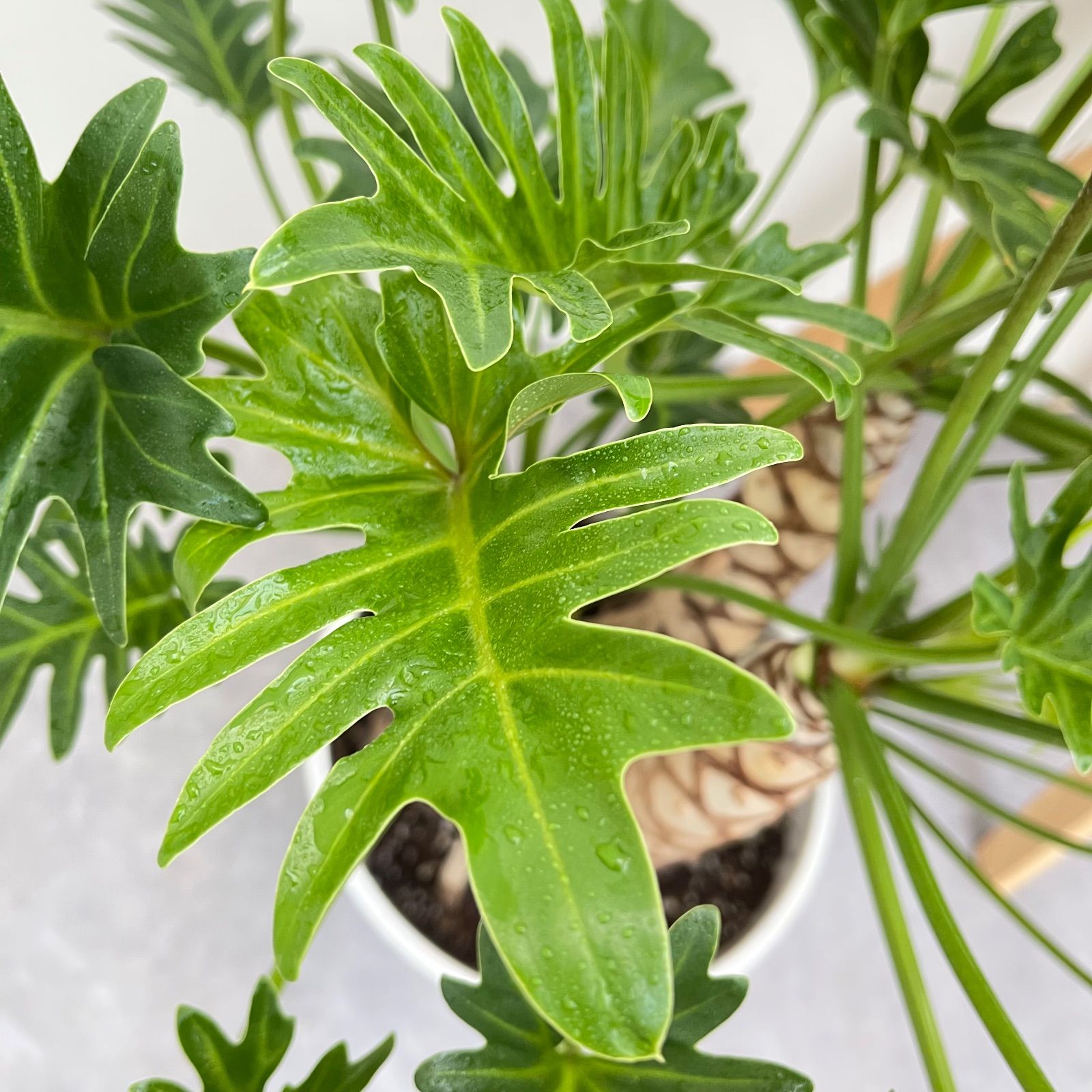 フィロデンドロン ジャイアントザナドゥ 幹上がり 10【現品】観葉植物