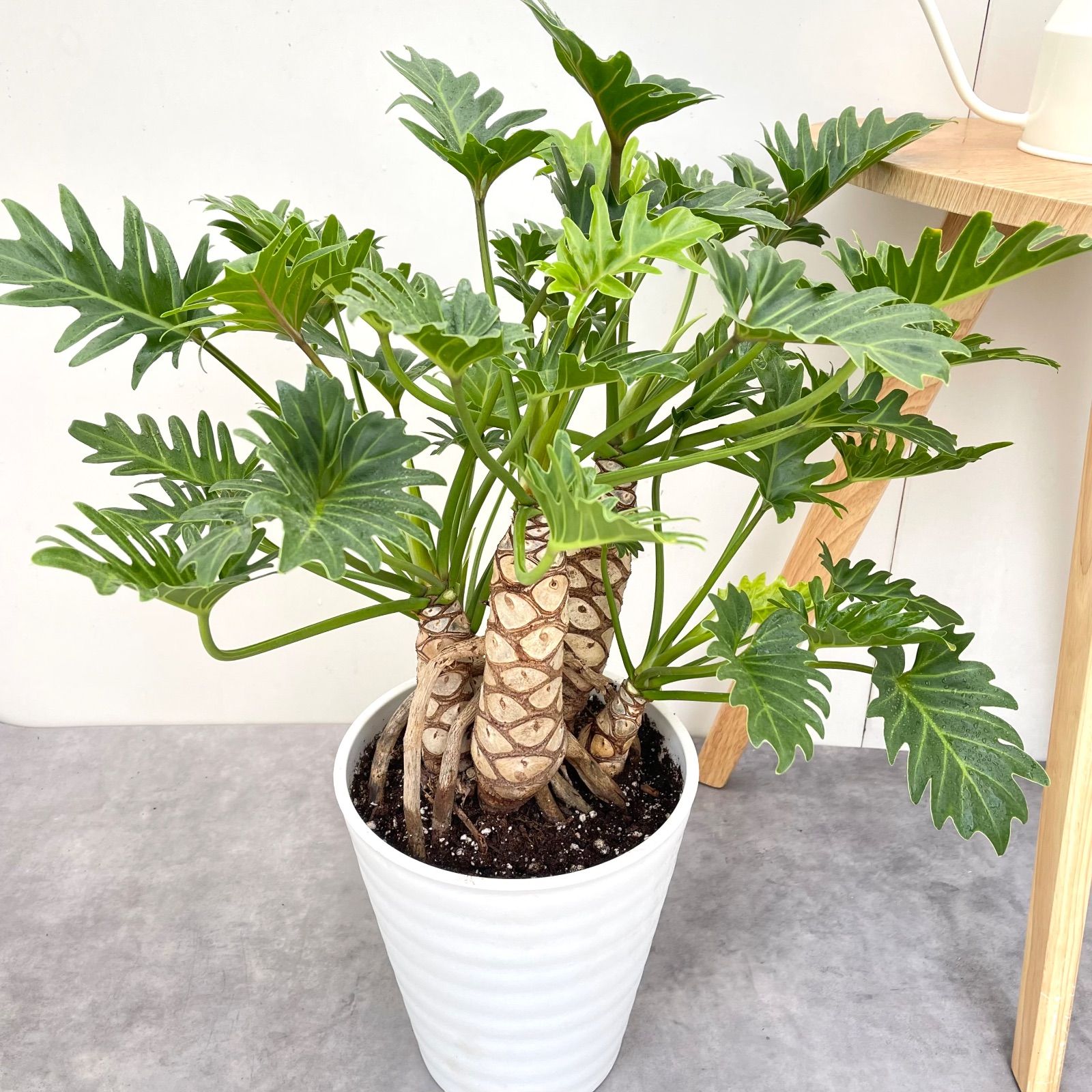 値下げフィロデンドロン　ジャイアントザナドゥ　幹上がり　観葉植物 フィロデンドロン ジャイアントザナドゥ 幹上がり 10【現品】観葉植物