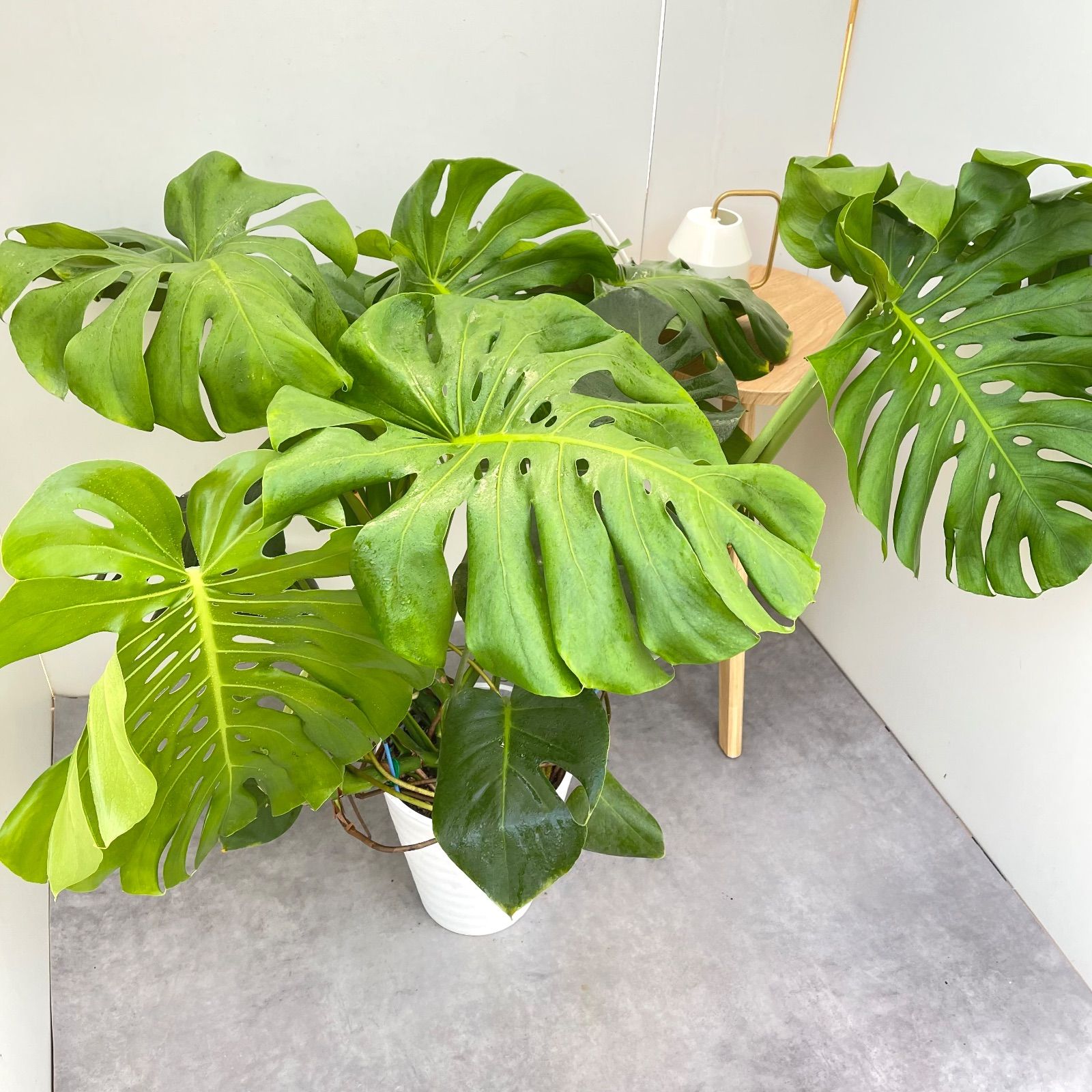 モンステラ デリシオサ 11【現品】観葉植物 室内 大型 【公式通販】