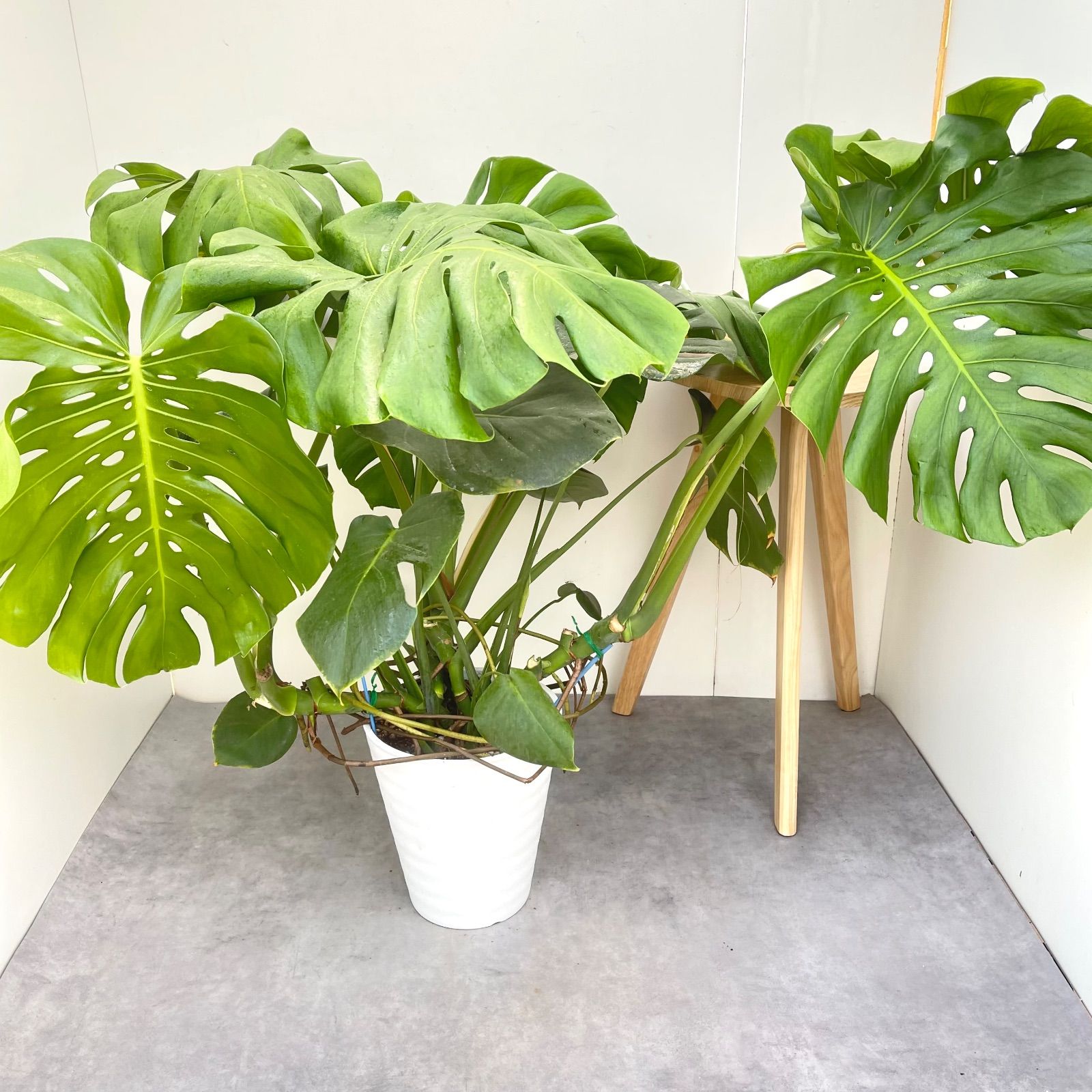 モンステラ デリシオサ 11【現品】観葉植物 室内 大型 【公式通販】