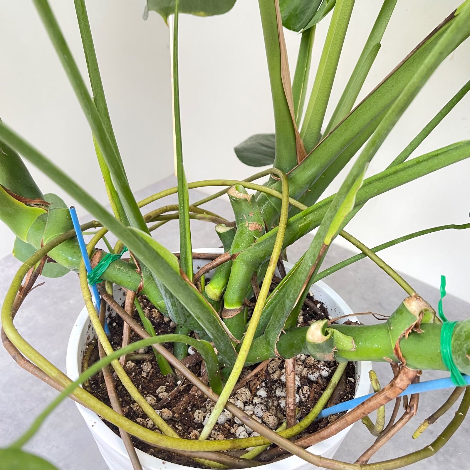 モンステラ デリシオサ 11【現品】観葉植物 室内 大型 【公式通販】