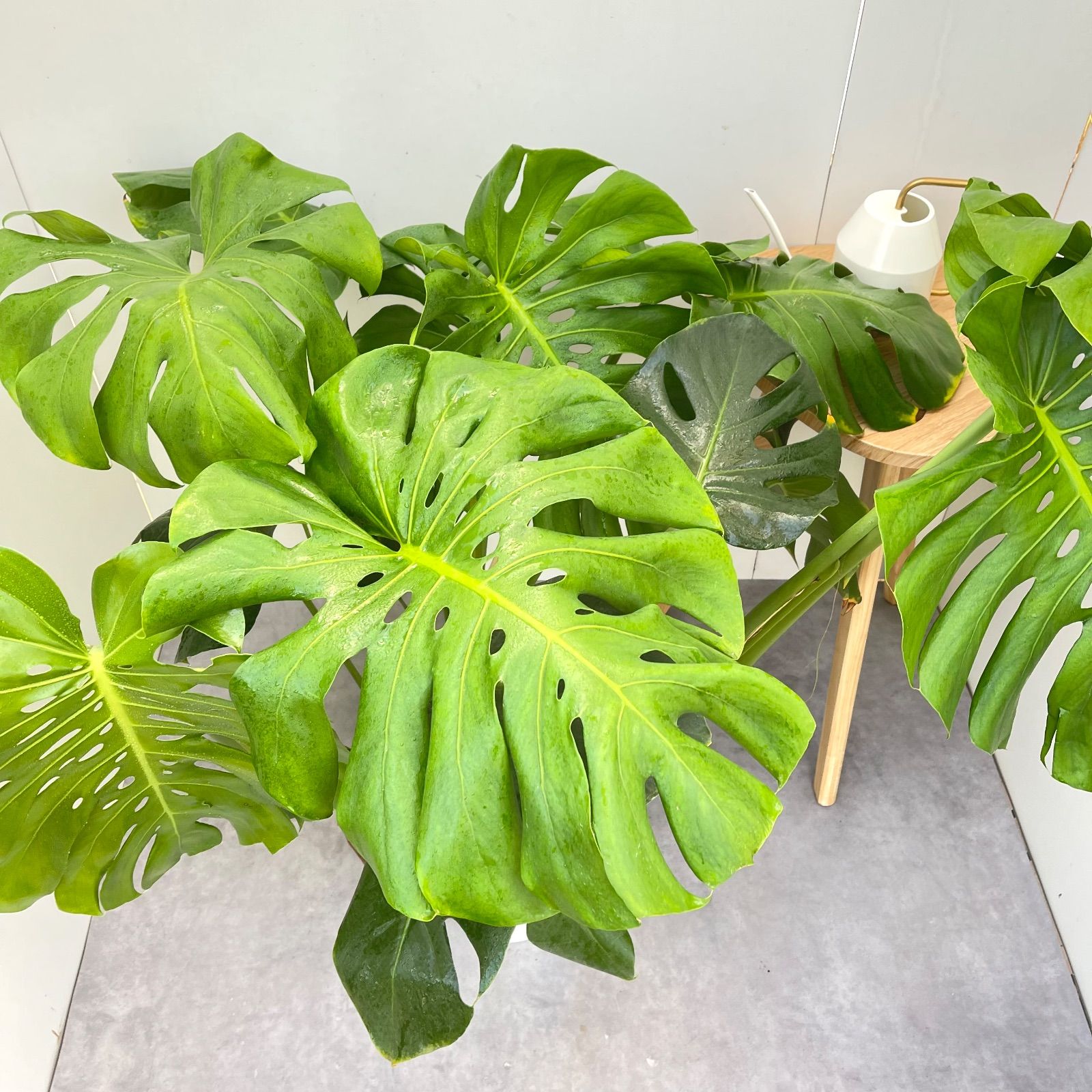 モンステラ デリシオサ 11【現品】観葉植物 室内 大型 【公式通販】