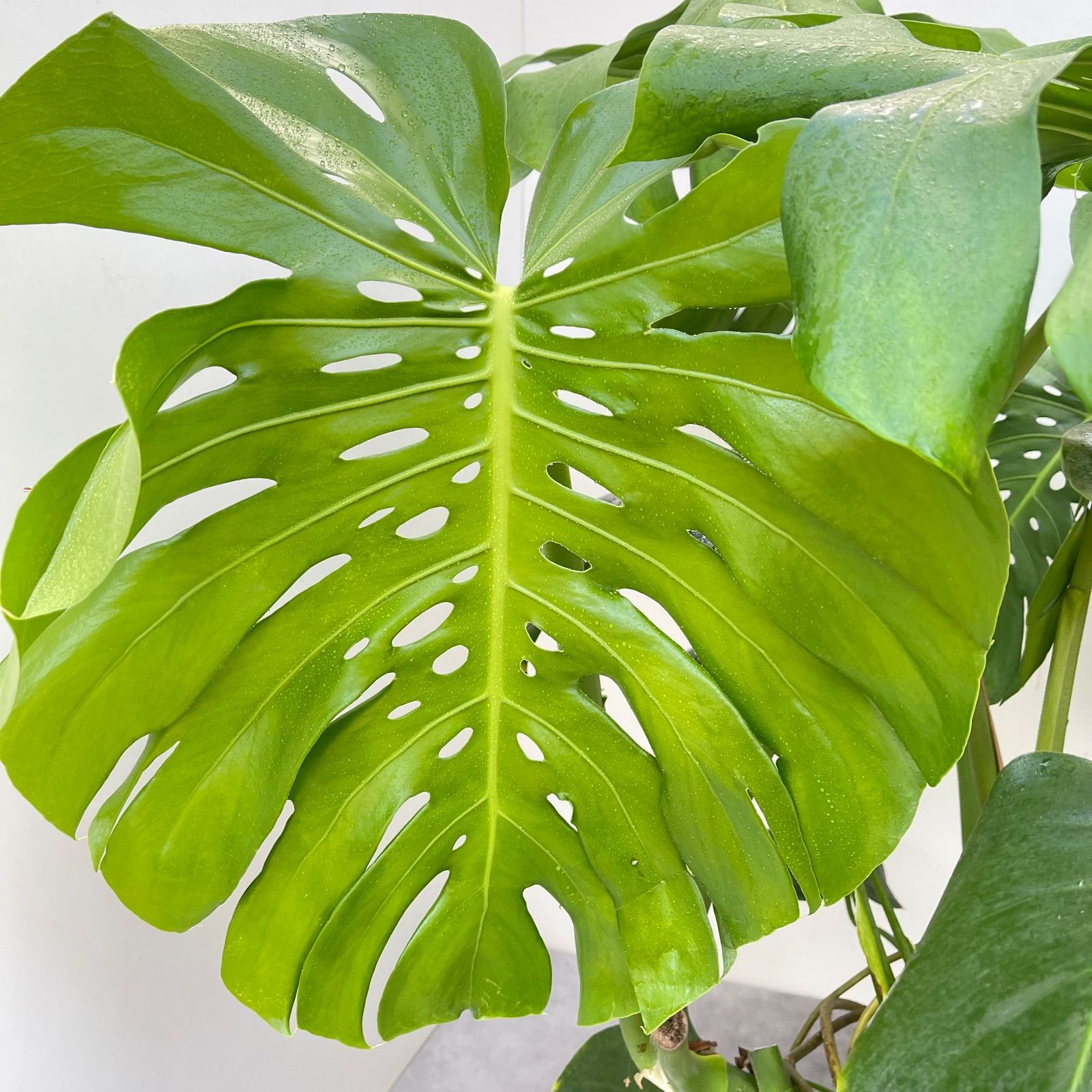 モンステラ デリシオサ 11【現品】観葉植物 室内 大型 【公式通販】