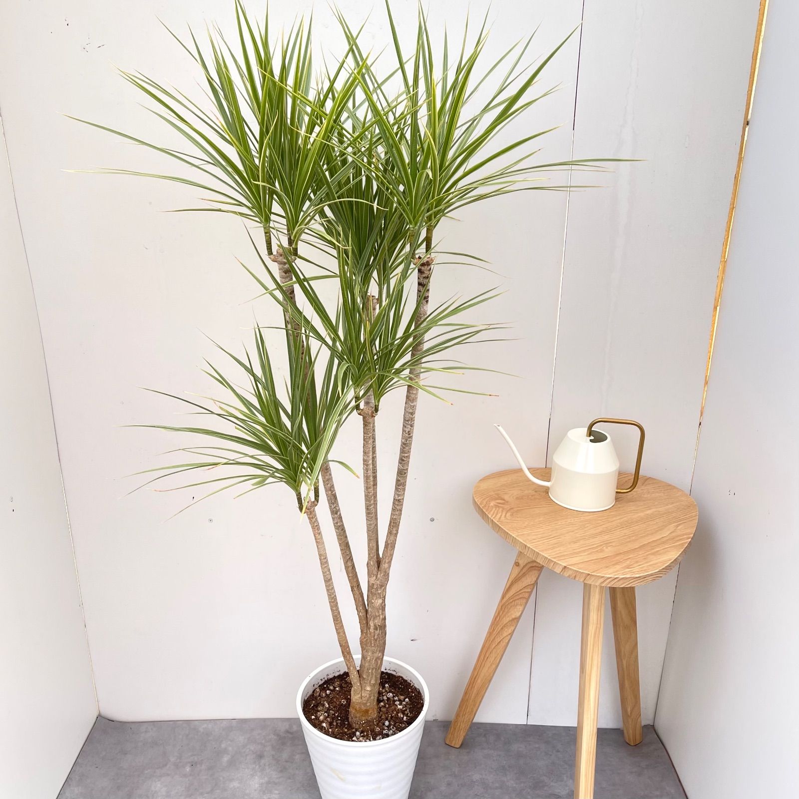 現品　ドラセナ　コンシンネ　ホワイボリー　2番　観葉植物　特大　インテリア　室内 ドラセナ コンシンネ ホワイボリー 3【現品】観葉植物 室内 大型