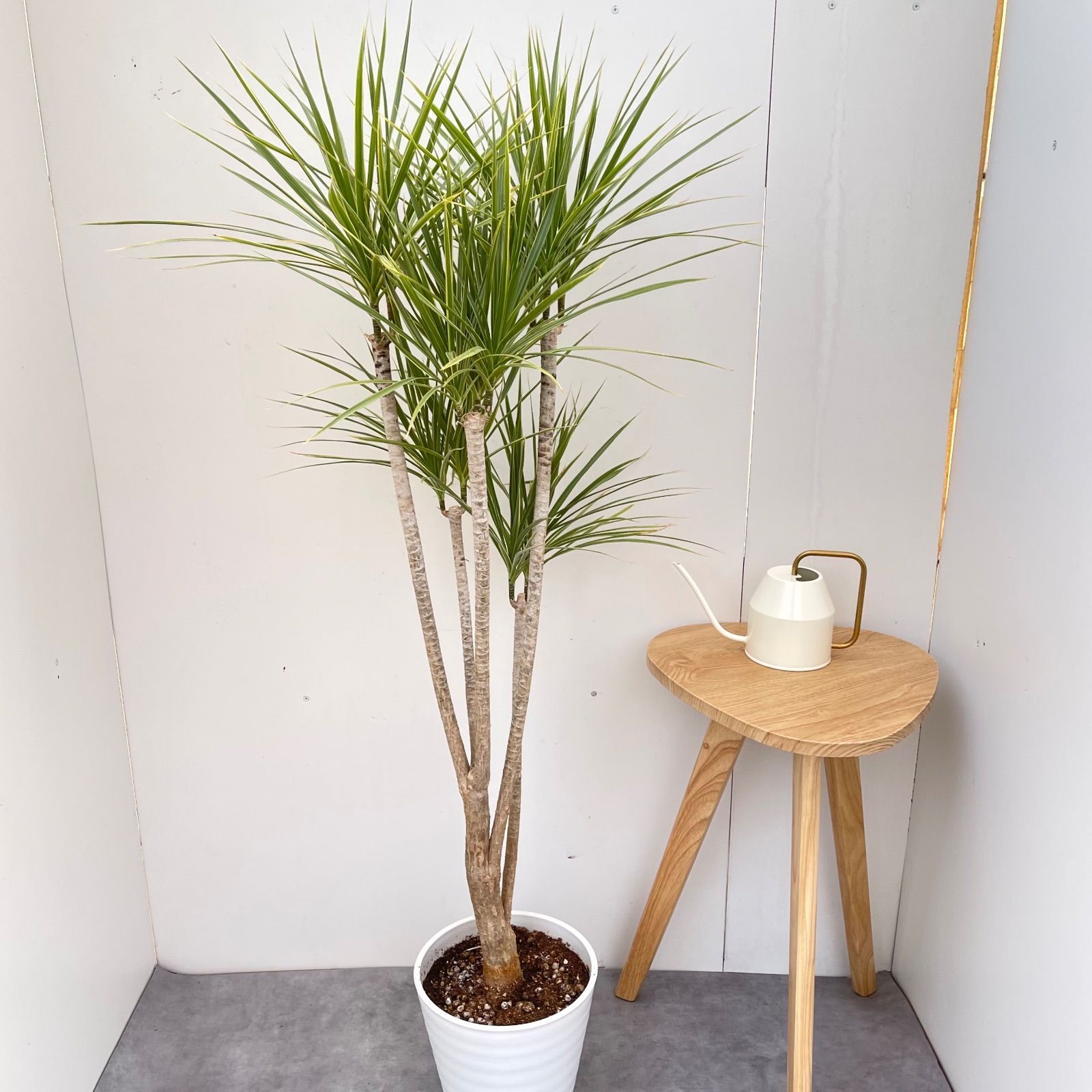 ドラセナ コンシンネ ホワイボリー 3【現品】観葉植物 室内 大型