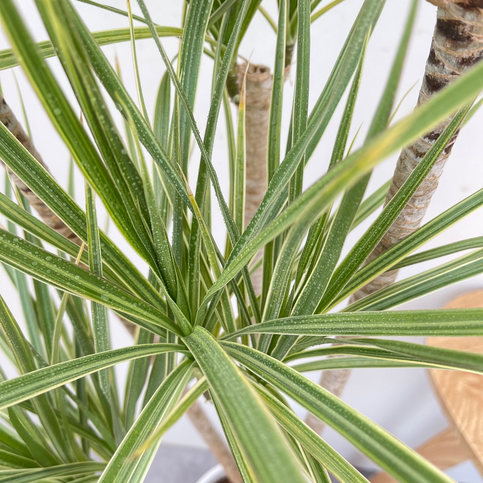 コンシンネホワイボリー 観葉植物 ドラセナコンシンネ ドラセナ 