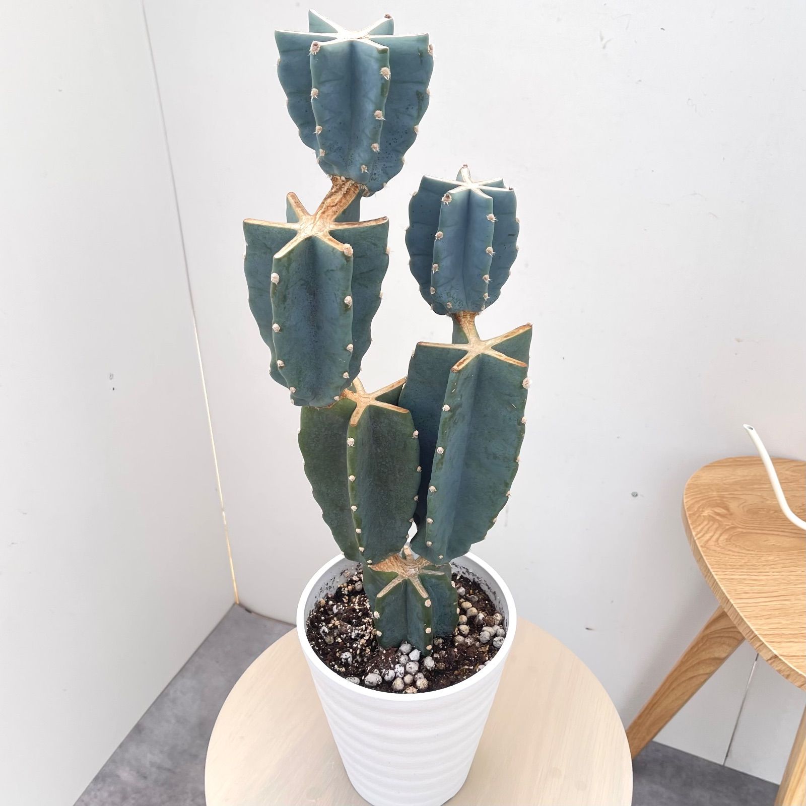 柱サボテン ブランチ 5【現品】観葉植物 室内 ドライガーデン 6号