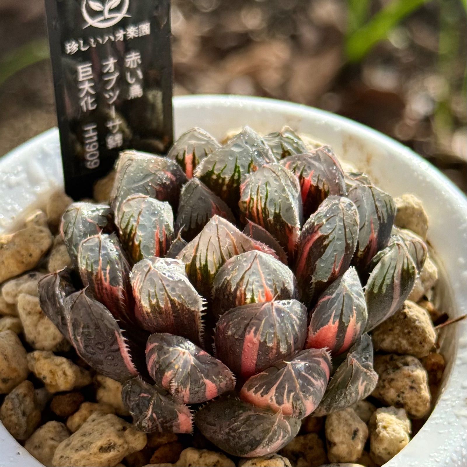 赤い鳥 オブツーサ錦 巨大化 H1909 - メルカリ