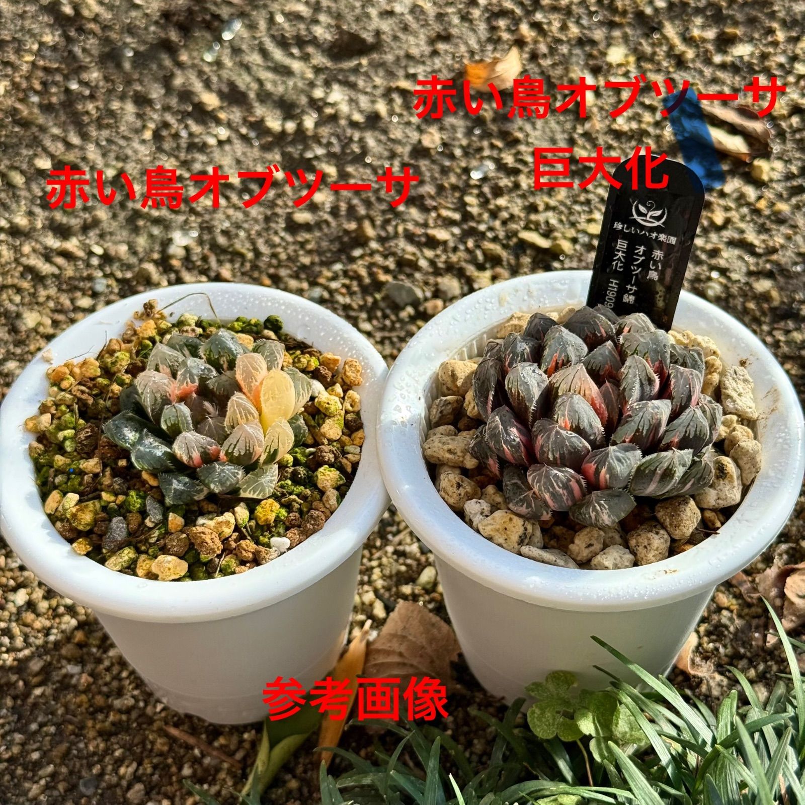 赤い鳥 オブツーサ錦 巨大化 H1909 - メルカリ