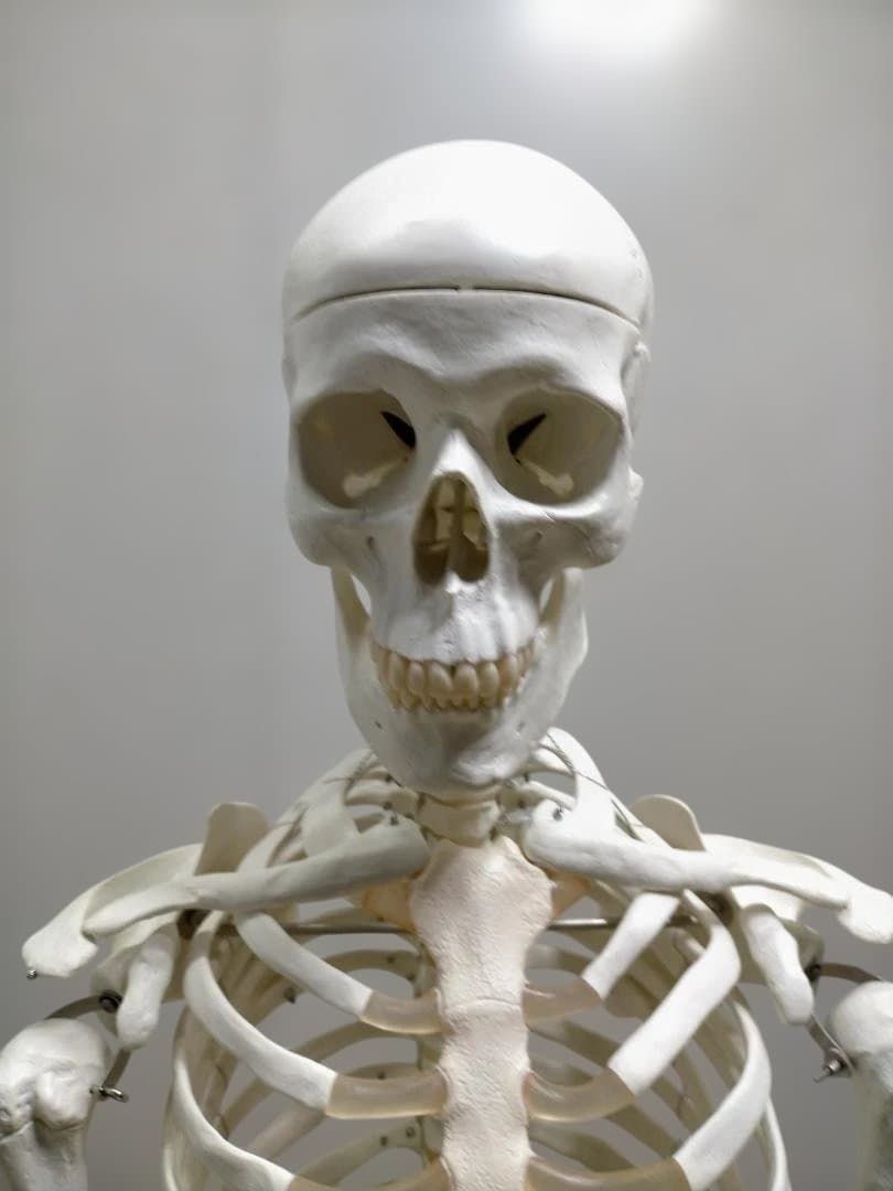 送料無料】3B Scientific 骨格模型 等身大 スタンド付き 医療模型 解剖