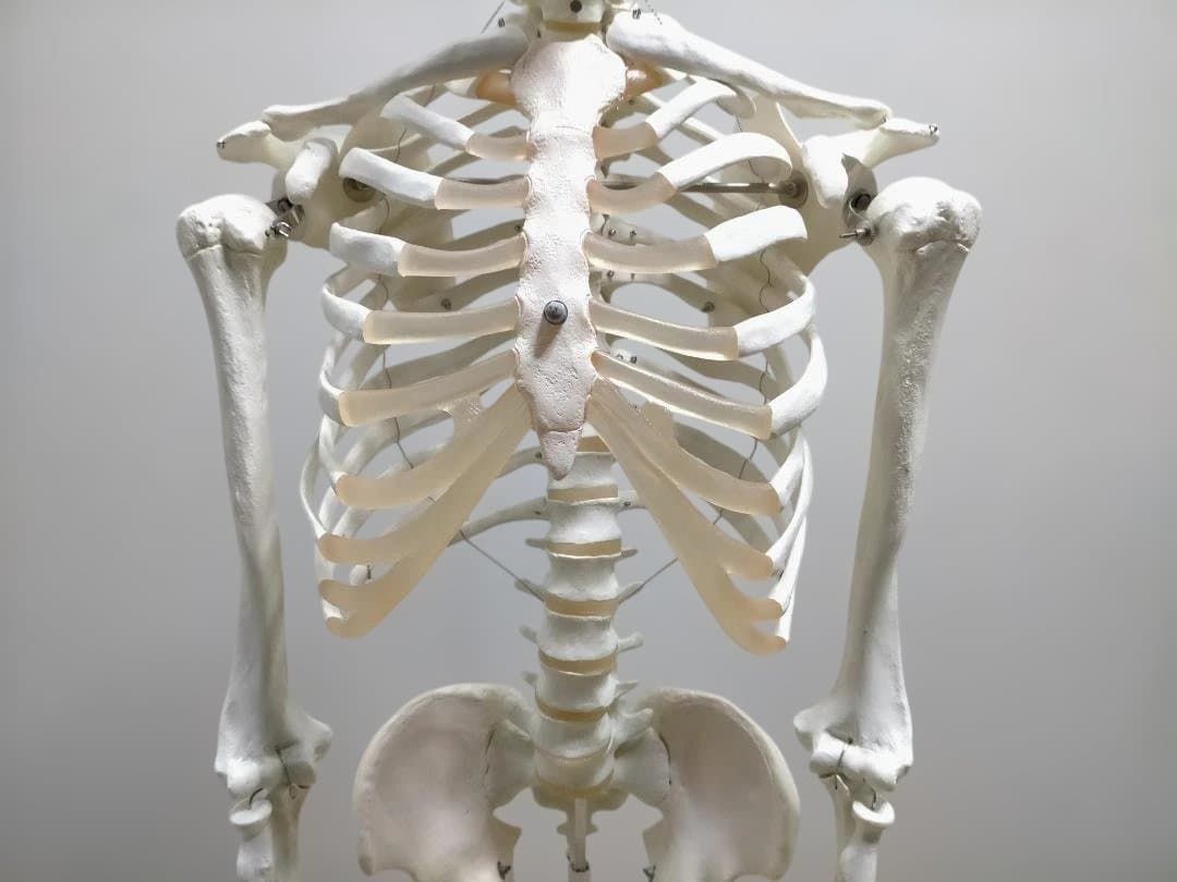 送料無料】3B Scientific 骨格模型 等身大 スタンド付き 医療模型 解剖