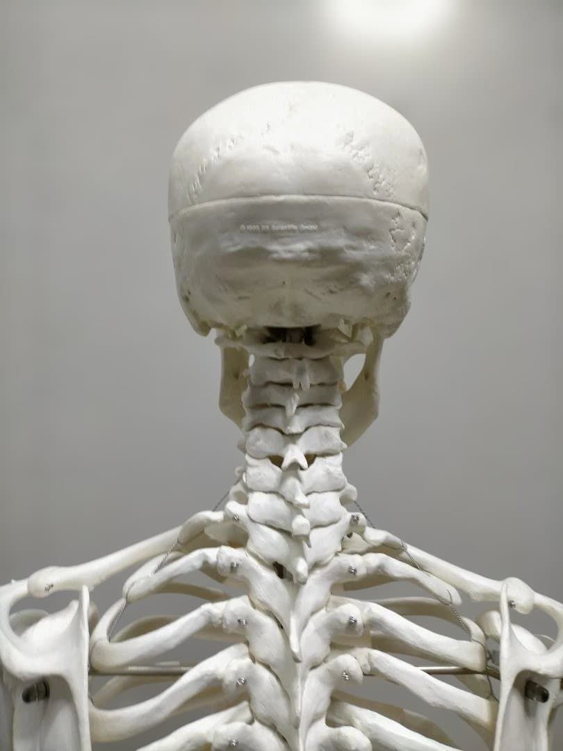 送料無料】3B Scientific 骨格模型 等身大 スタンド付き 医療模型 解剖