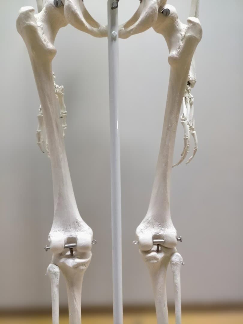 送料無料】3B Scientific 骨格模型 等身大 スタンド付き 医療模型 解剖